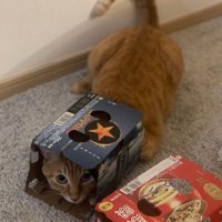 缶ビールの空き箱に上半身を入れる茶トラ猫