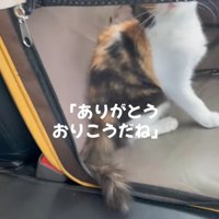キャリーバッグの中でお座りしている子猫（車内）