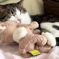 ぬいぐるみを抱いて寝るキジ白猫