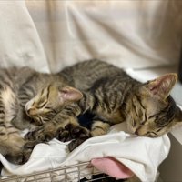 寝ている2匹の子猫