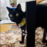 テーブルの横に立っている猫