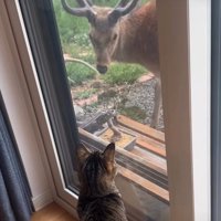挨拶する猫と鹿