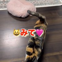 飼い主に呼びかける三毛猫