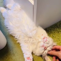 投稿主さんに頭を撫でられるミヌエット