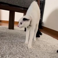 緊張で細くなる猫