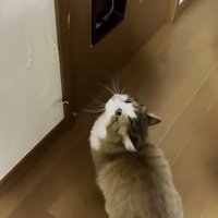 ドアを見つめる猫の写真1