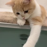 浴槽の蓋に乗って、お湯に前足を入れる子猫