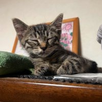 目をつむって寝そべる子猫