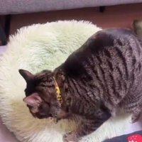 たくさん踏まれて少し平らになってきたペット用ベッド