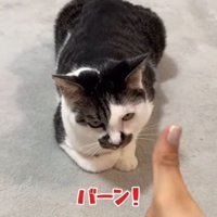 前足を畳んで伏せている猫