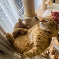 ハンモックでくつろぐ茶トラ猫