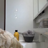 洗面台から飛び降りる猫