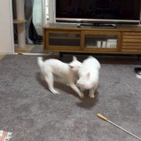 じゃれ合う猫2匹