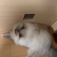 ドアの前で伏せをしている猫
