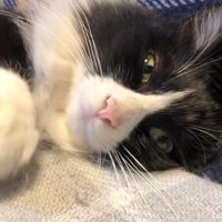 うっとり顔のチコちゃん