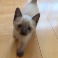 室内にいる猫