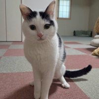 真面目な表情で綺麗に座ってたたずむ猫