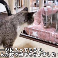 ケージの中の子猫を見ている大人猫