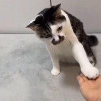 左前足を人の手に乗せる猫