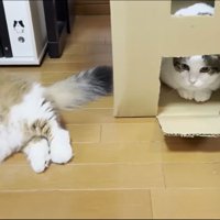 段ボールを拠点にする豆くん