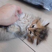へそ天した子猫