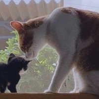 子猫に顔を近づける成猫