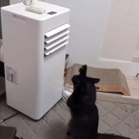機会を見つめる猫