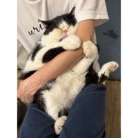 抱っこされている猫