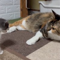 成猫に近づく子猫