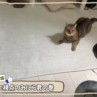 絨毯の上で飼い主さんを見つめるみにらくん