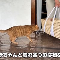 テロップ「人間の赤ちゃんと～」