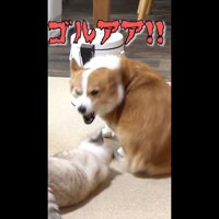 ゴルアア！！