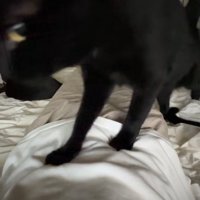 布団で寝る飼い主の体の上を歩く黒猫