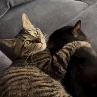 黒猫を抱きしめたまま飼い主の方をふり返るキジトラ猫