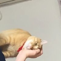 横向きの猫