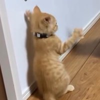 後ろ足で立ち上がりながら、左右の前足を黒猫の方へ伸ばす子猫