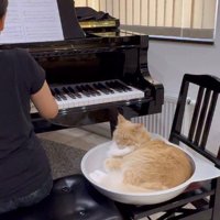 ピアノを弾く家族の隣に横になるクリーム色の猫