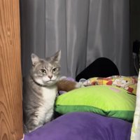 クッションの隙間でお座りをしているカメラ目線のサバトラ