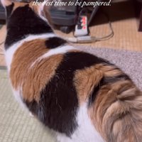耳を後ろに向けている猫の後ろ姿