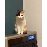 ストーブ上の猫