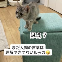 立っている子猫