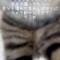 猫の顔の下部分と両脚