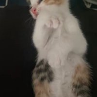 後ろに頭が下がっていく子猫