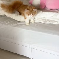 ベッドの上を歩いているマンチカン