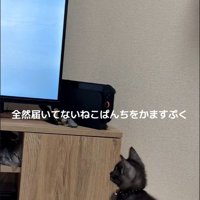 テレビを見ている子猫