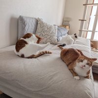 ベッドの上の3匹の猫