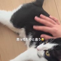 人に撫でられている猫