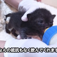 哺乳瓶でミルクを飲む子猫