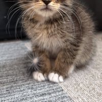 子猫の足元