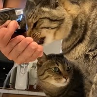 キッチンの上にいる2匹の猫